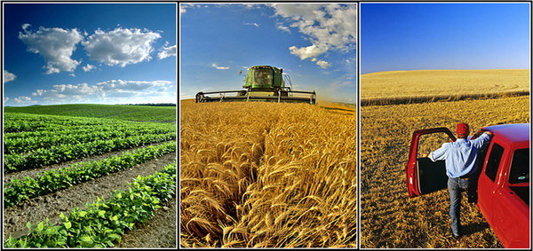 کسب و کار کشاورزی در ایران - سه ماهه اول 2015