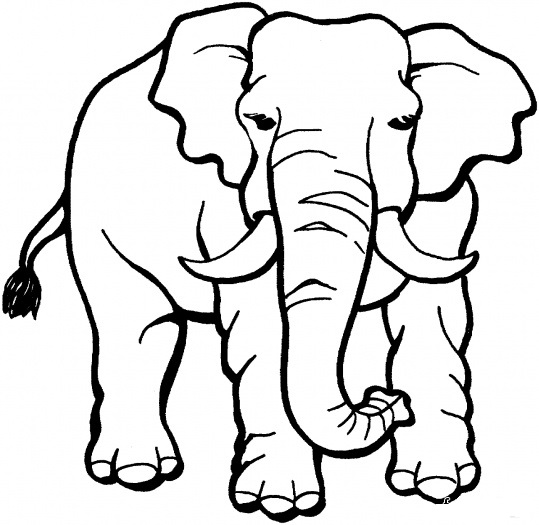  حکایت مدیریتی فیل سفید1 